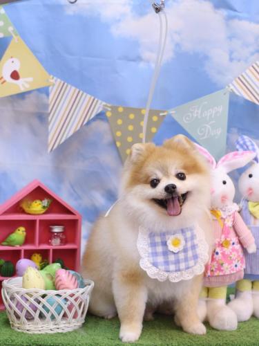 20240309モコくん